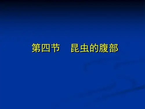 昆虫学课件第二章 昆虫的外部形态 腹部