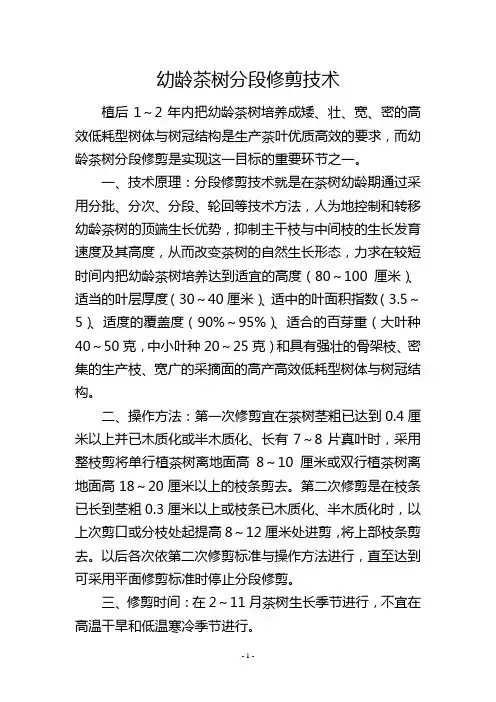 幼龄茶树分段修剪技术