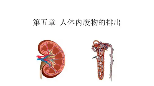 【精品课堂】人教版七年级生物下册4.5.0 人体内废物的排出课件(共28张PPT)