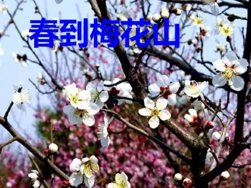 一年级语文下册4《春到梅花山》 PPT精品课件苏教版