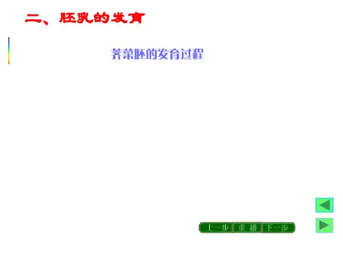 二归纳荠菜胚的发育过程