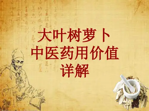中药学_大叶树萝卜_药材详解课件模板