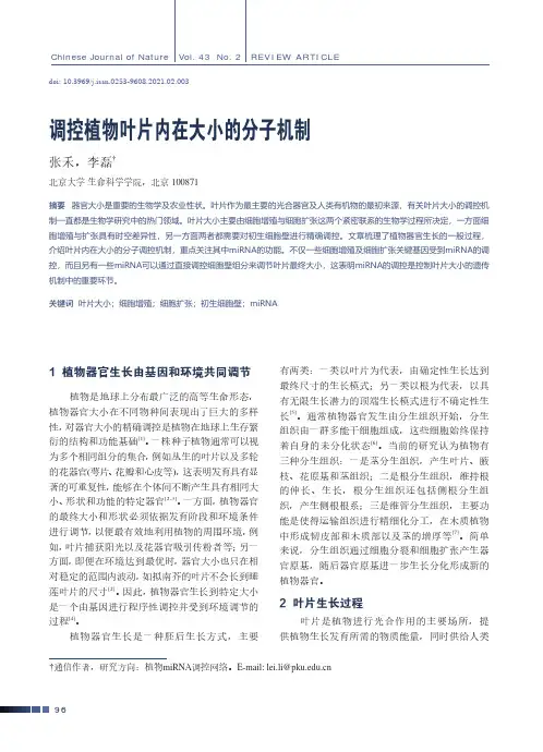 调控植物叶片内在大小的分子机制