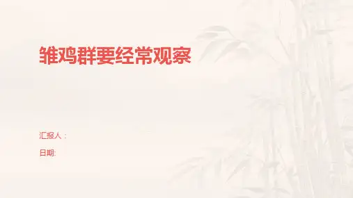 雏鸡群要经常观察