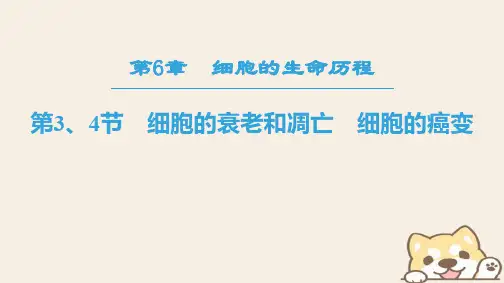 2018_2019学年高中生物第六章细胞的生命历程第3、4节细胞的衰老和凋亡细胞的癌变课件新人教版必修1