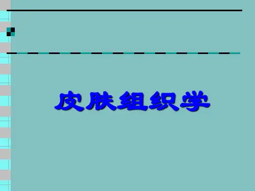 正常皮肤组织学