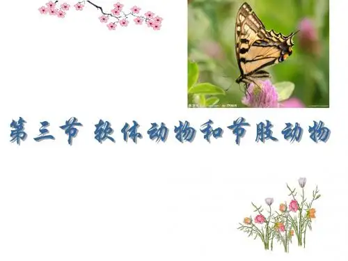 人教版八年级生物上册5.1.3《软体动物和节肢动物》课件(共30张PPT)