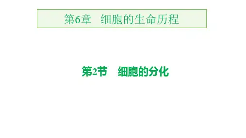 人教版高中生物必修第1册 第6章 第6章 第2节 细胞的分化