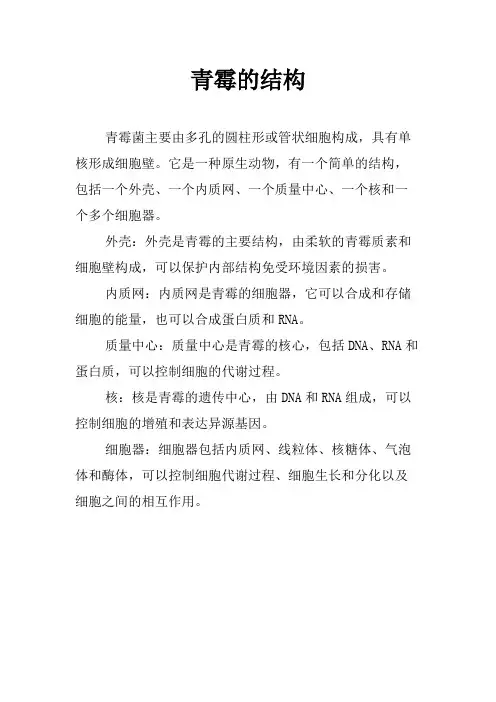 青霉的结构