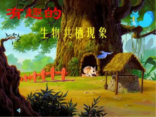有趣的生物共栖