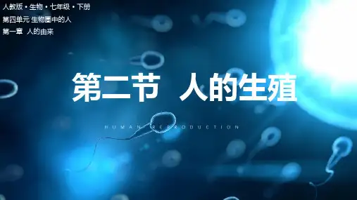 4.1.2人的生殖(课件)-七年级生物下册(人教版)