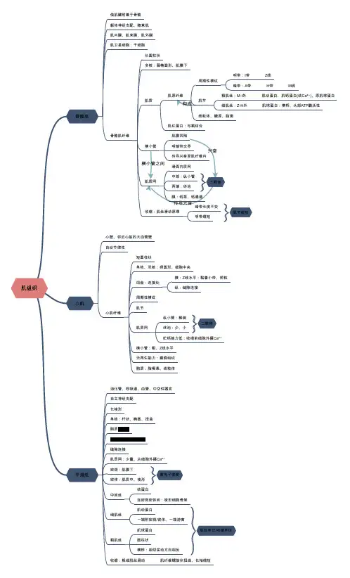 组织学与胚胎学肌组织