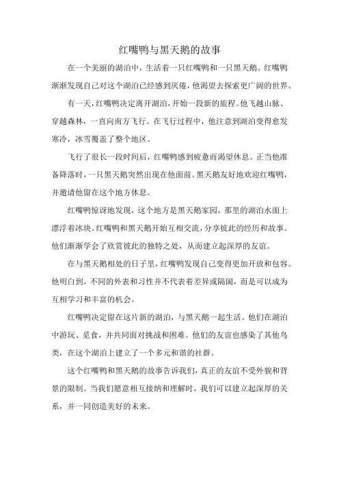 红嘴鸭与黑天鹅的故事