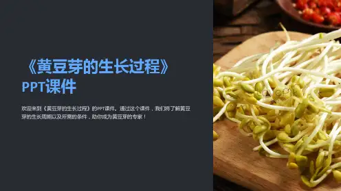 《黄豆芽的生长过程》课件