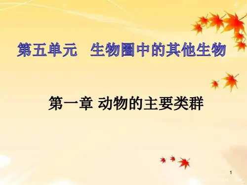 腔肠动物和扁形动物 ppt课件