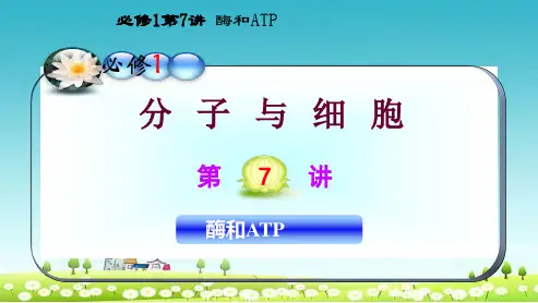 新人教版高三生物一轮复习第7讲酶和ATP课件