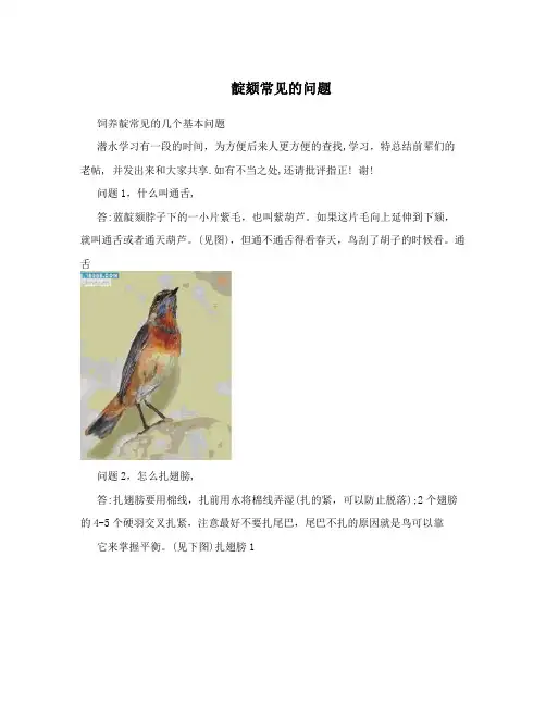靛颏常见的问题