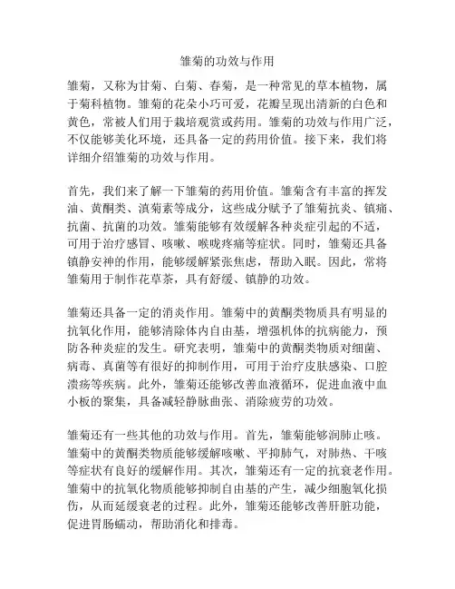 雏菊的功效与作用