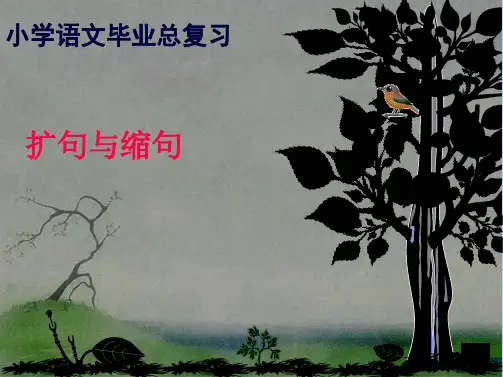 小学四级缩句扩句复习课件(共24张PPT)