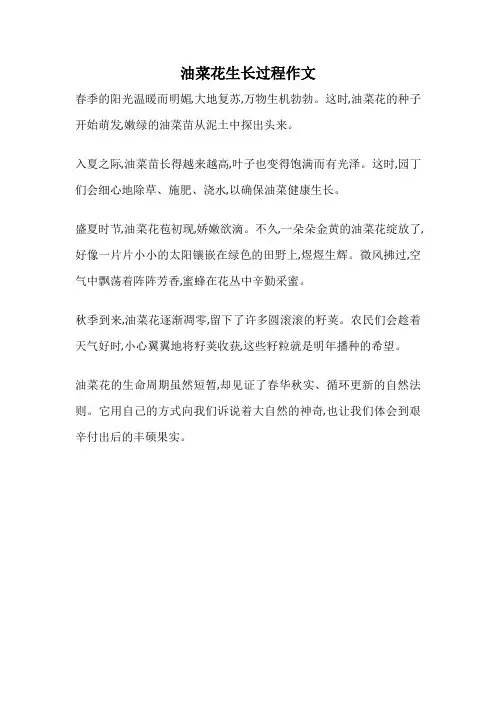 油菜花生长过程作文