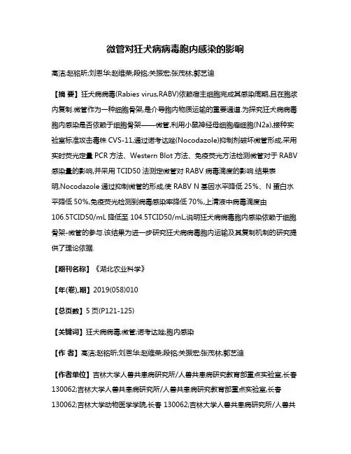 微管对狂犬病病毒胞内感染的影响