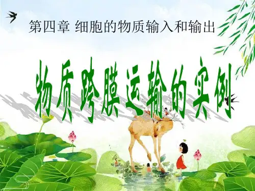 人教高中生物必修1课件：第4章第1节物质跨膜运输实例(共30张PPT)精选优质 课件
