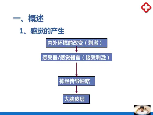 感觉器官概述(人体解剖生理学)