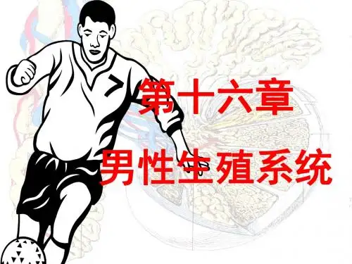 《系统解剖学》男性生殖系1