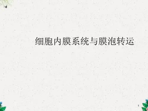 人教版高中生物复习 细胞内膜系统与膜泡转运  课件 (共112张PPT)