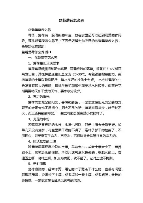 盆栽薄荷怎么养