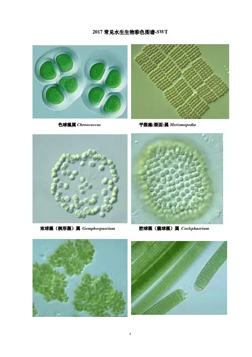 2017常见水生生物彩色图谱-SWT