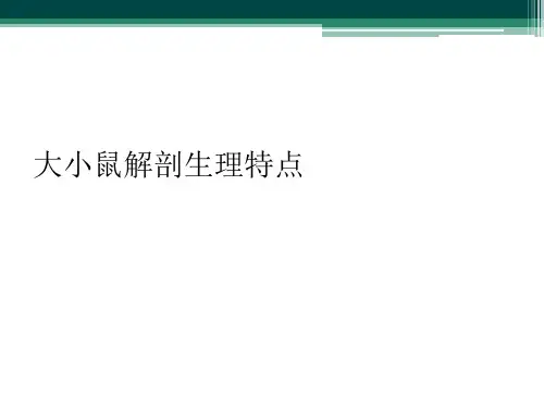 大小鼠解剖生理特点