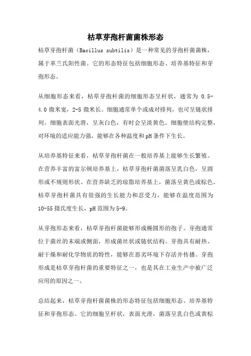 枯草芽孢杆菌菌株形态