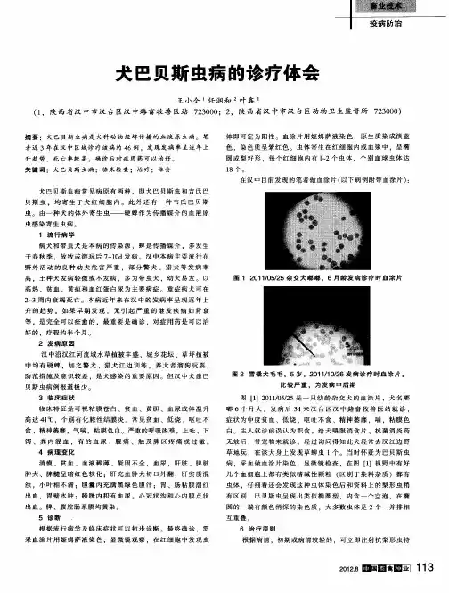 犬巴贝斯虫病的诊疗体会