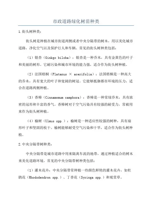 市政道路绿化树苗种类