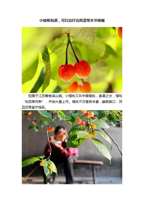 小樱桃泡酒，可以治疗治风湿等关节病痛