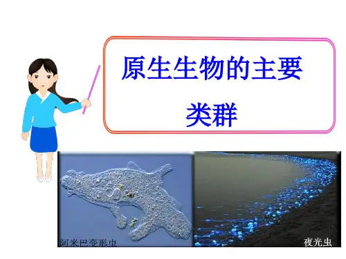 《原生生物的主要类群》ppt课件