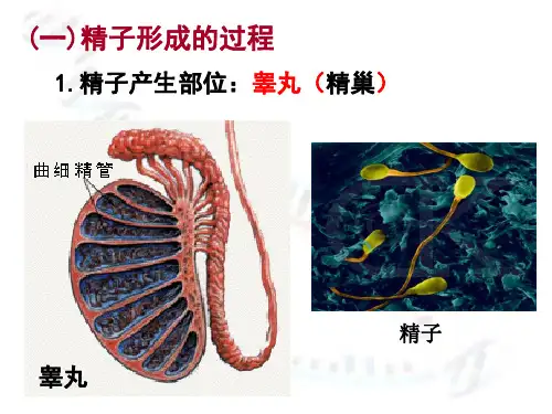 减数分裂-精子和卵细胞的形成过程