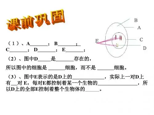 济南版生物八年级上册课件：4.3 人类染色体与性别决定 31张ppt