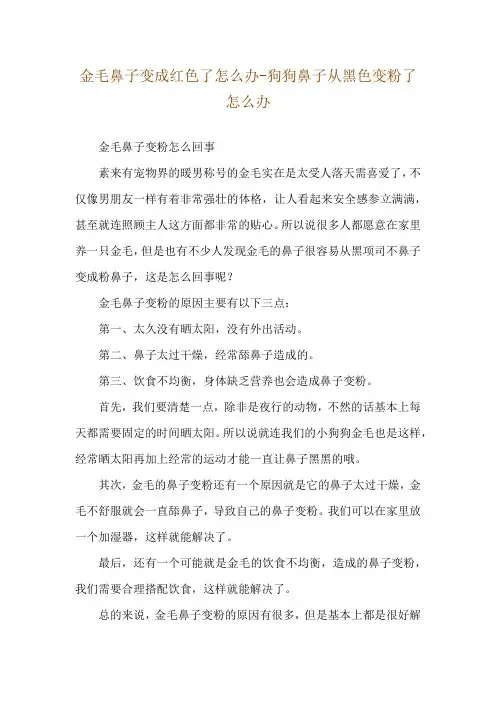 金毛鼻子变成红色了怎么办-狗狗鼻子从黑色变粉了怎么办
