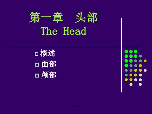 头部局部解剖学