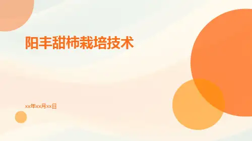 阳丰甜柿栽培技术