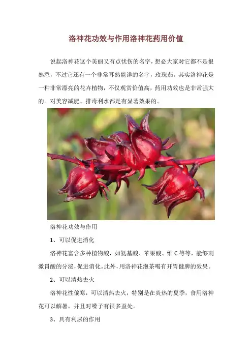 洛神花功效与作用 洛神花药用价值