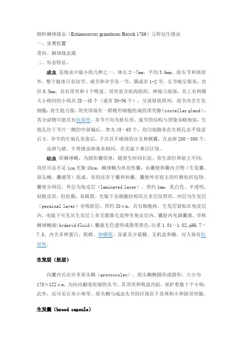细粒棘球绦虫