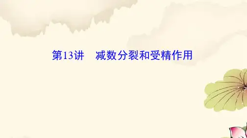 高考生物一轮复习10：减数分裂和受精作用优质课件