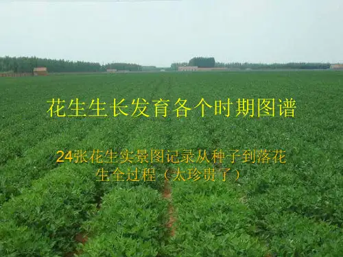 花生生长全过程图谱PPT课件