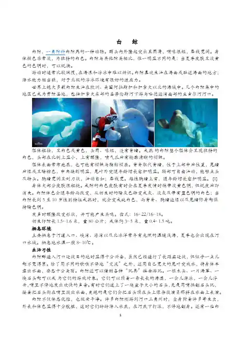 白鲸