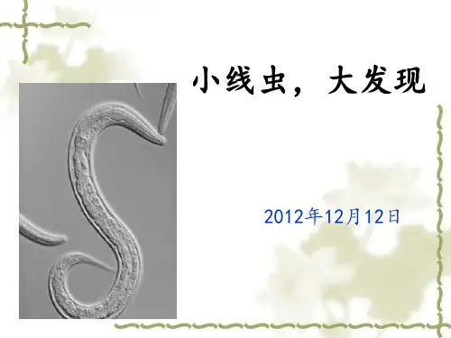 秀丽线虫