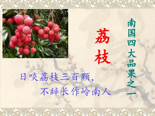 荔枝的介绍