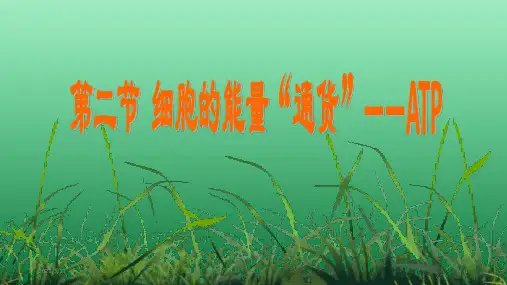 高中生物必修1：5.2《细胞的能量“通货”——ATP》教学课件